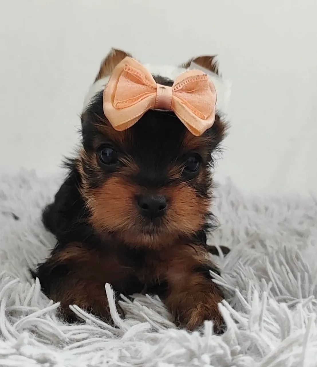 Yorkshire Terrier Micro  - Foto 4