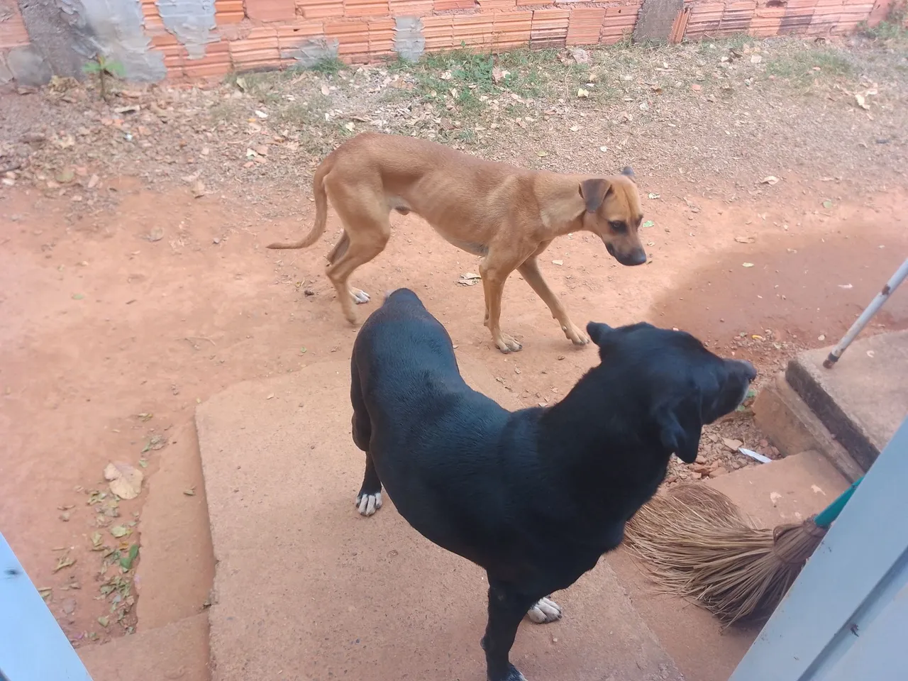 Cães para adoção