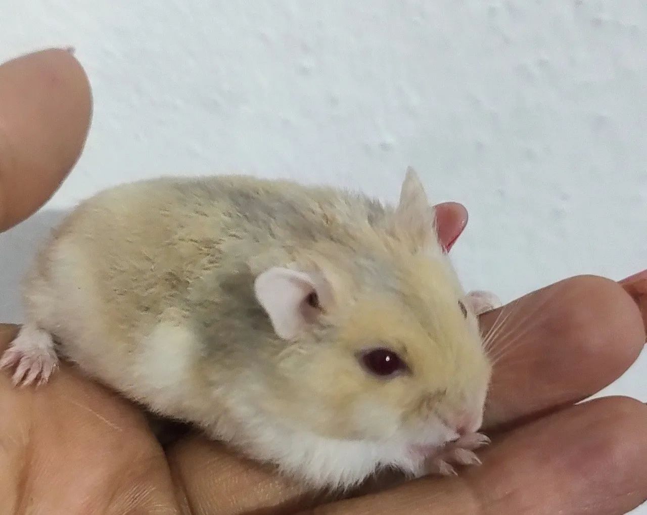 Hamster Anão Russo 64293084655490120