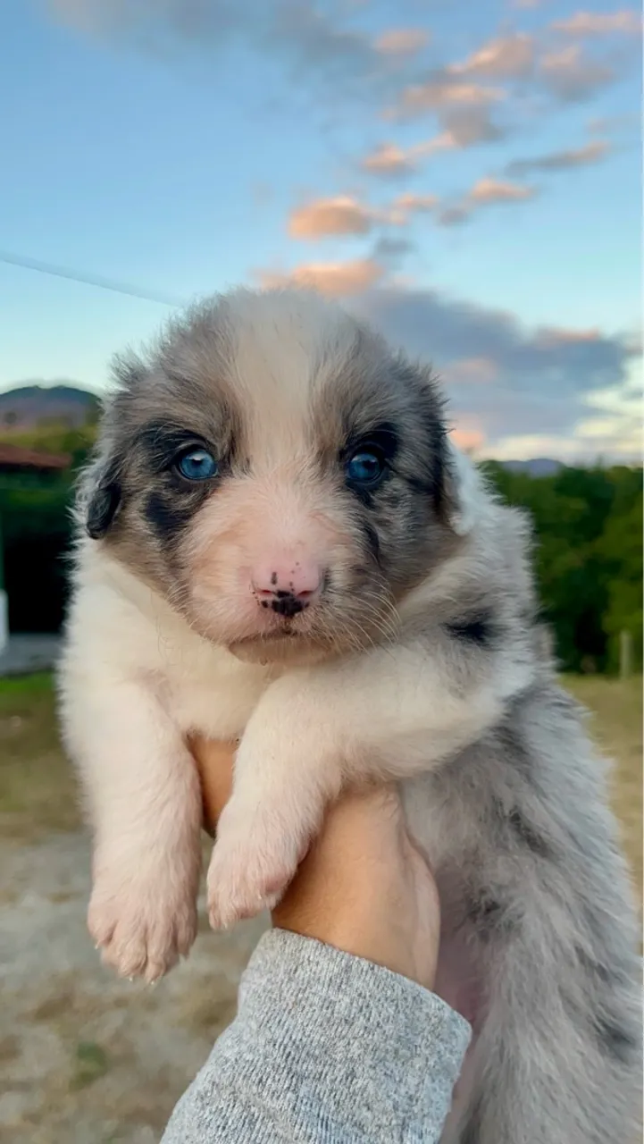 Filhote de Border Collie fêmea merle