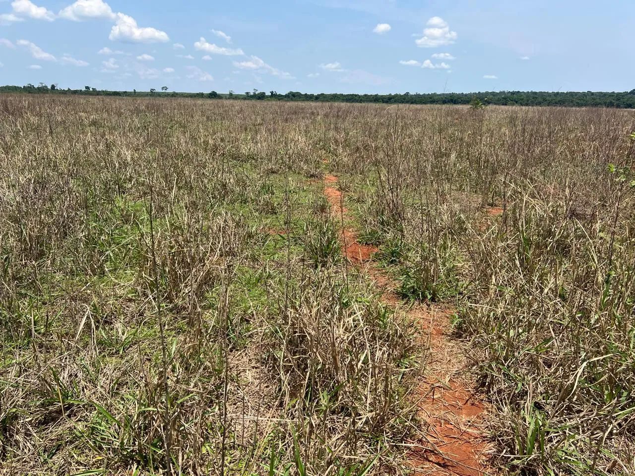 Fazenda arrendamento 925hec em pasto, na região dos baianos MT.  - Foto 7