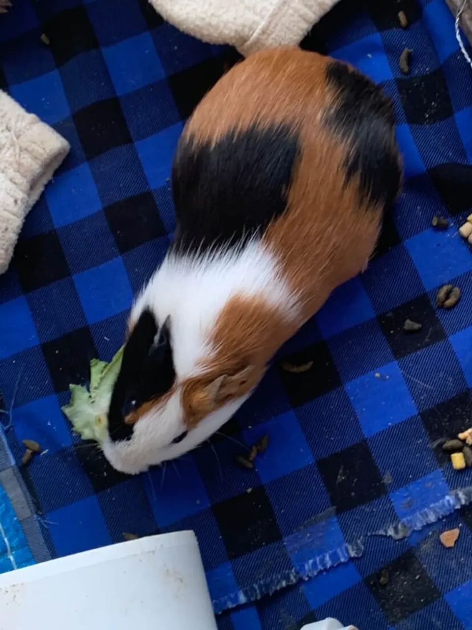 Casal PORQUINHO DA INDIA ( DOAÇÃO ) - Foto 6