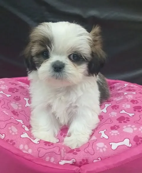 DUAS SHIH TZU FÊMEAS
