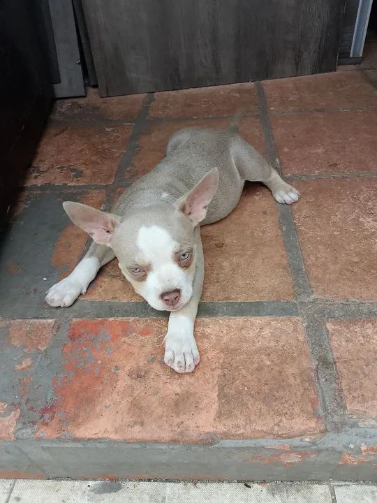 Filhote de American Bully, puros com procedência!! - Foto 5