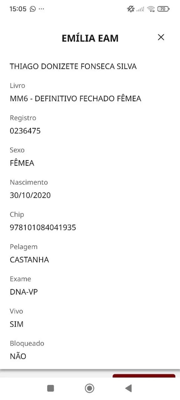 Égua Marcha Picada  Mangalarga Marchador  - Foto 6