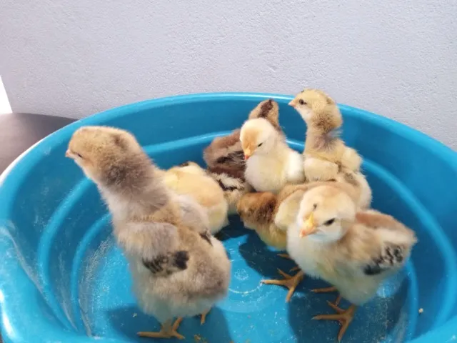 Pintinhos GSB Galinha Sertaneja Balão
