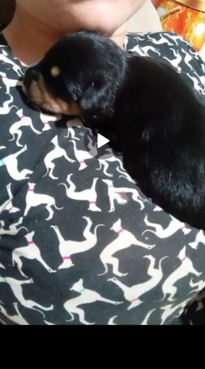 Filhotes de Rottweiler - Foto 5