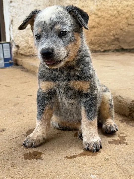 Filhotes de Blue Heeler- Boiadeiro australiano Puro - Foto 3