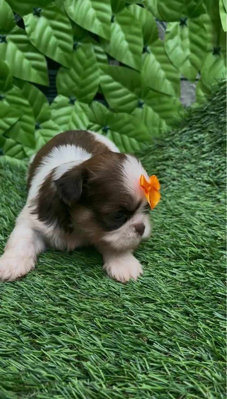 Linda fêmea branca/laranja Shih-tzu - Foto 2