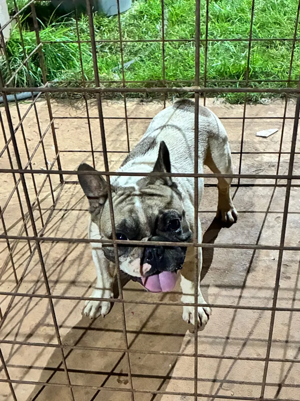Cachorro encontrado!!!
