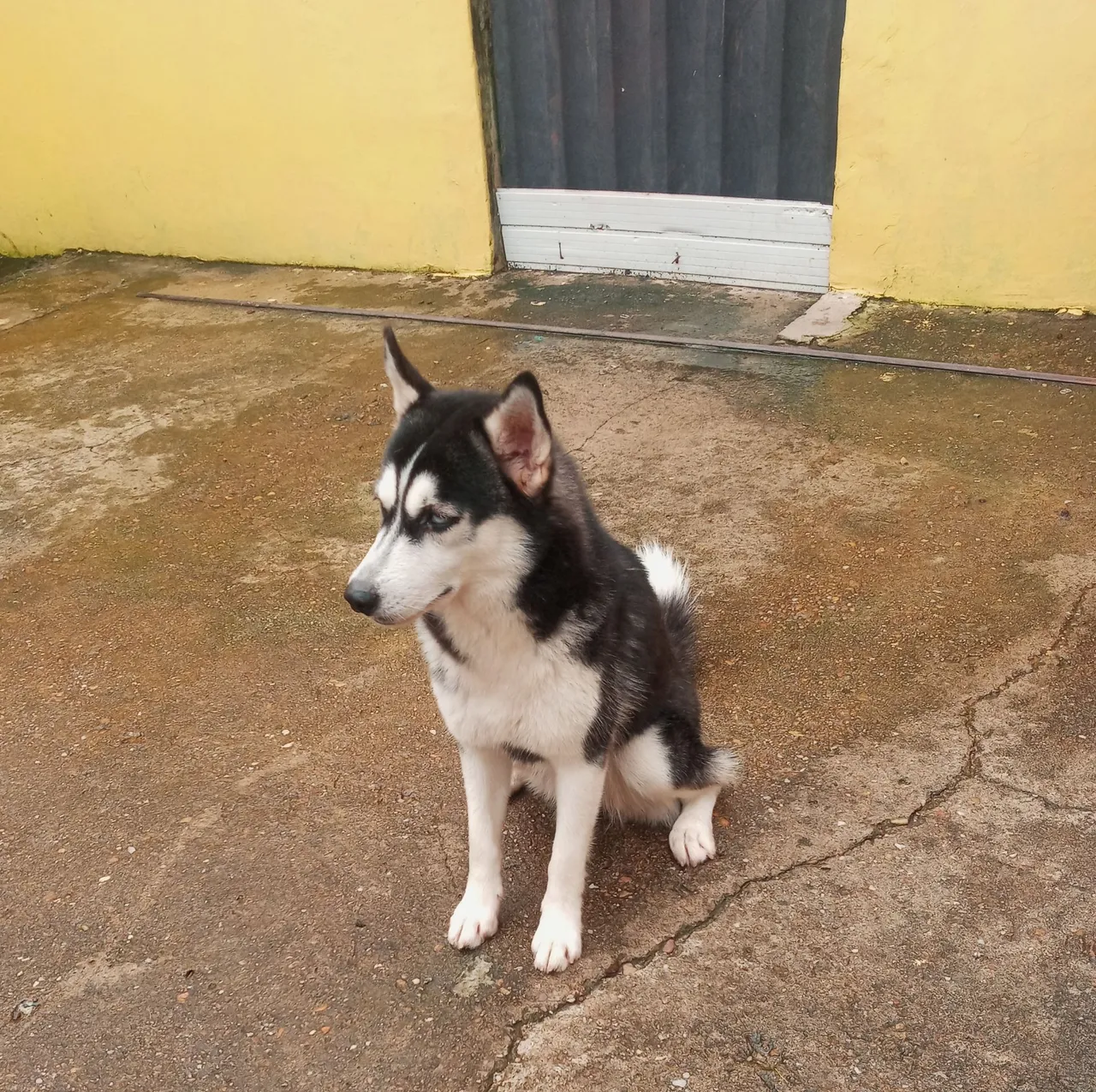 Husky Siberiano