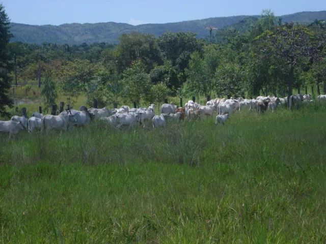 Fazenda de  440   alqueires   em Natividade-TO. - Foto 5
