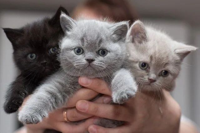 Lindos british black, blue e lilac- Havila filhotes