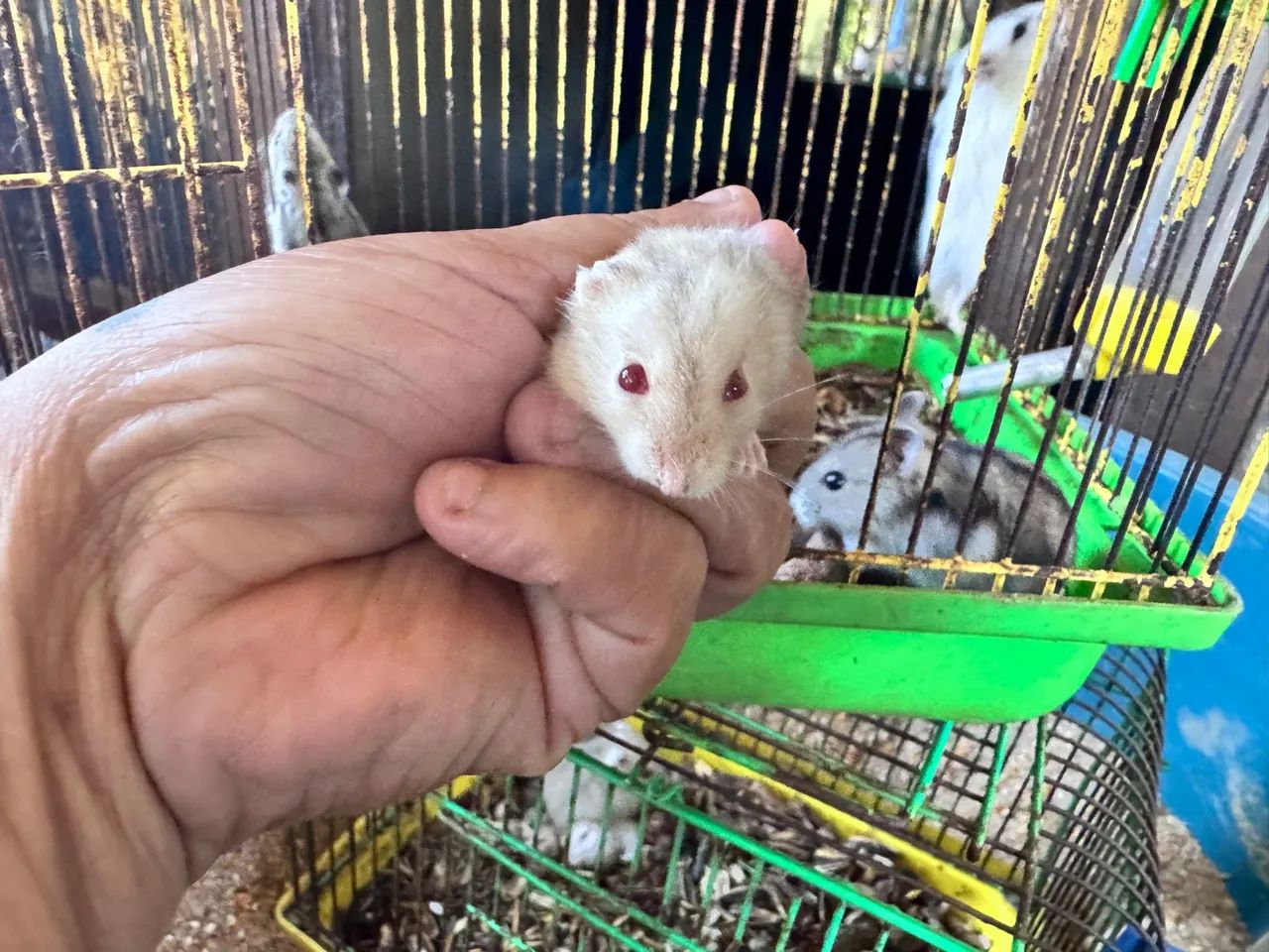 Hamster anao russo - Foto 4