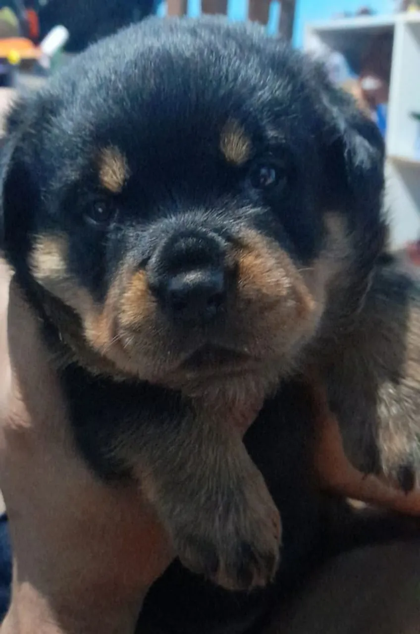 Filhote de Rottweiler disponível