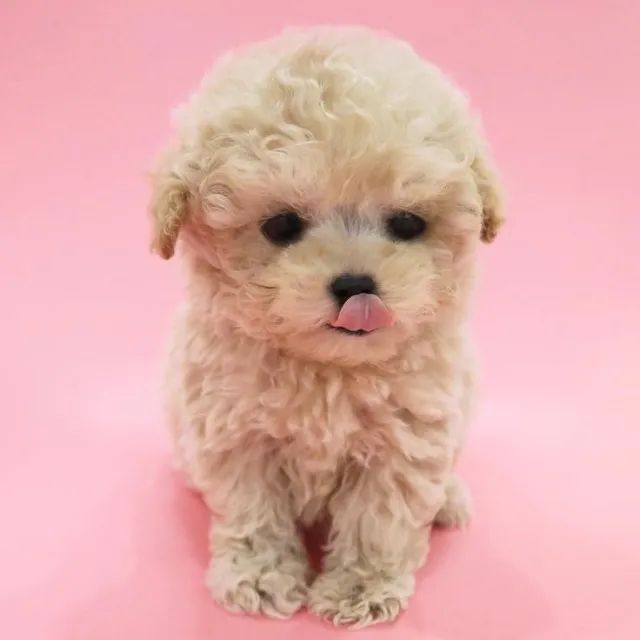 Poodle Tranquilos 
