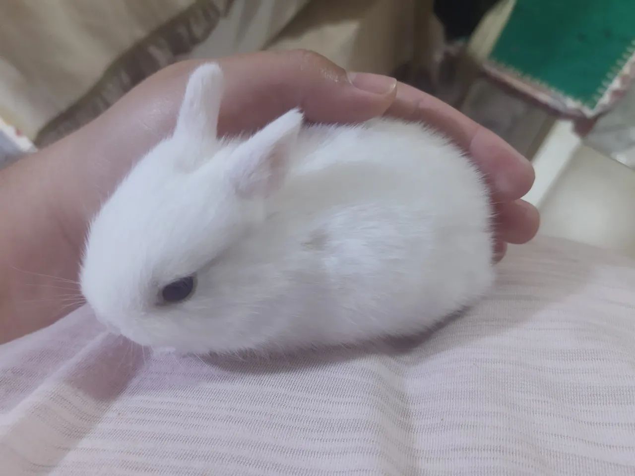 Coelhos Netherlands Mini  - Foto 3