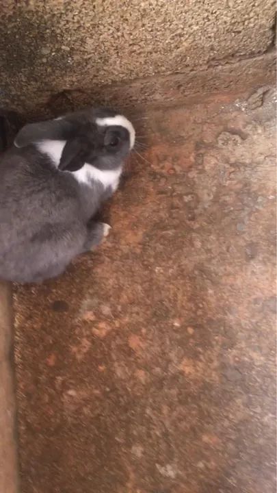 Coelho Mini Rex Cinza e Branco - Foto 3