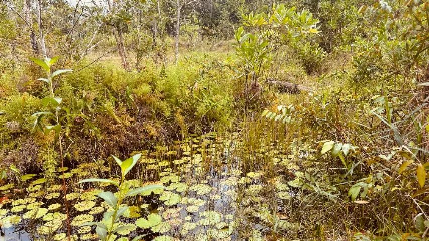 SÍTIO OU FAZENDINHA Vigia de Nazaré (ITAPOÁ) VENDE OU TROCA