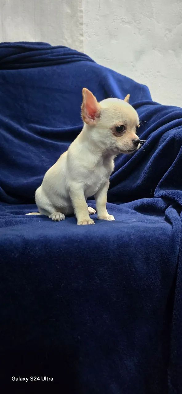 Chihuahua  - Foto 5