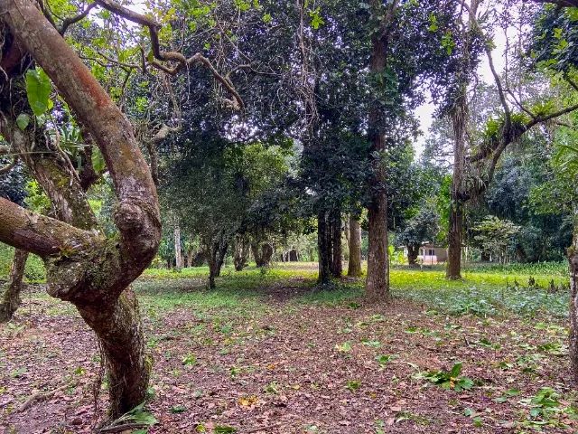 VENDO Chácara com 6,5 hectares - Foto 5