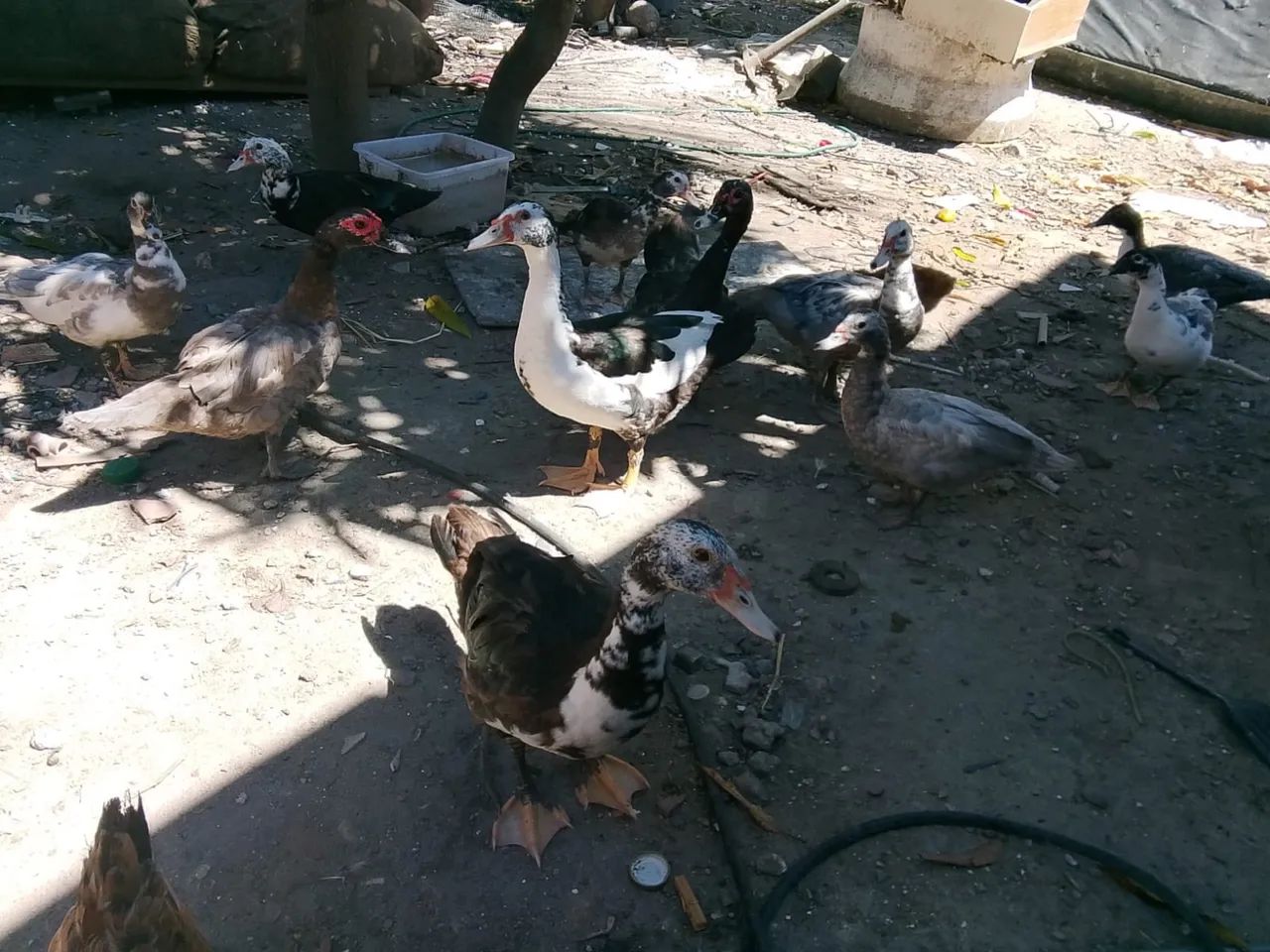 Vende-se patos