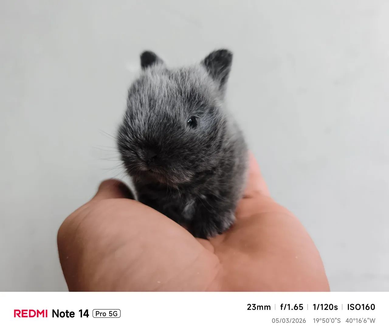 Mini coelho anão Netherlands  - Foto 4