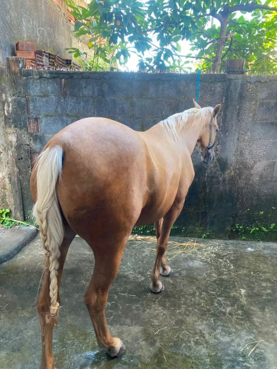 Animal - Foto 3