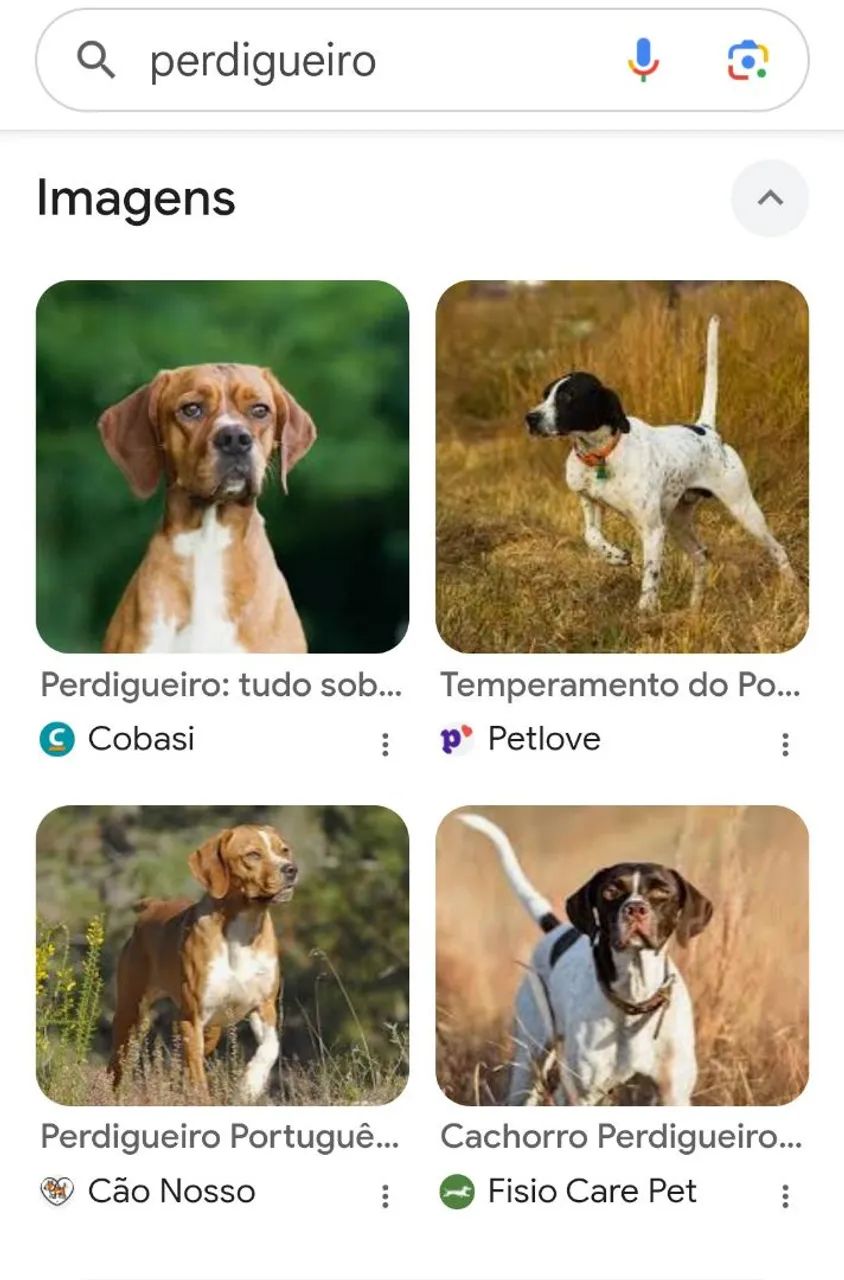 Perdigueiro pointer inglês  - Foto 4