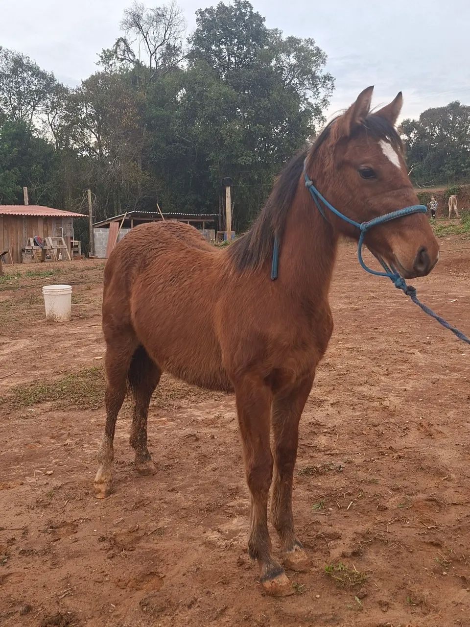 Potra quarto de milha bem linda
