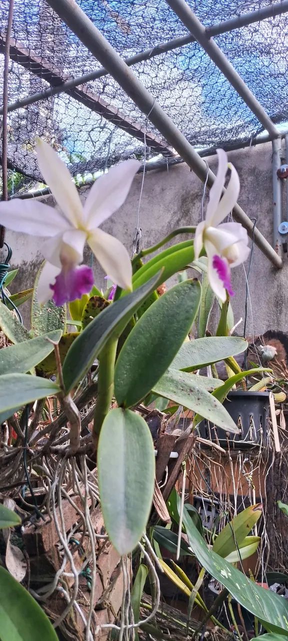 Plantas - Foto 2