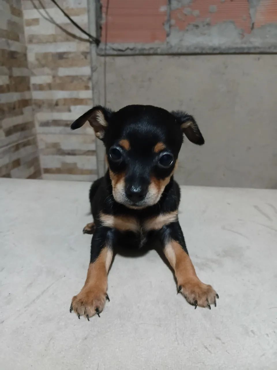 Pinscher é macho N 01 - Foto 2
