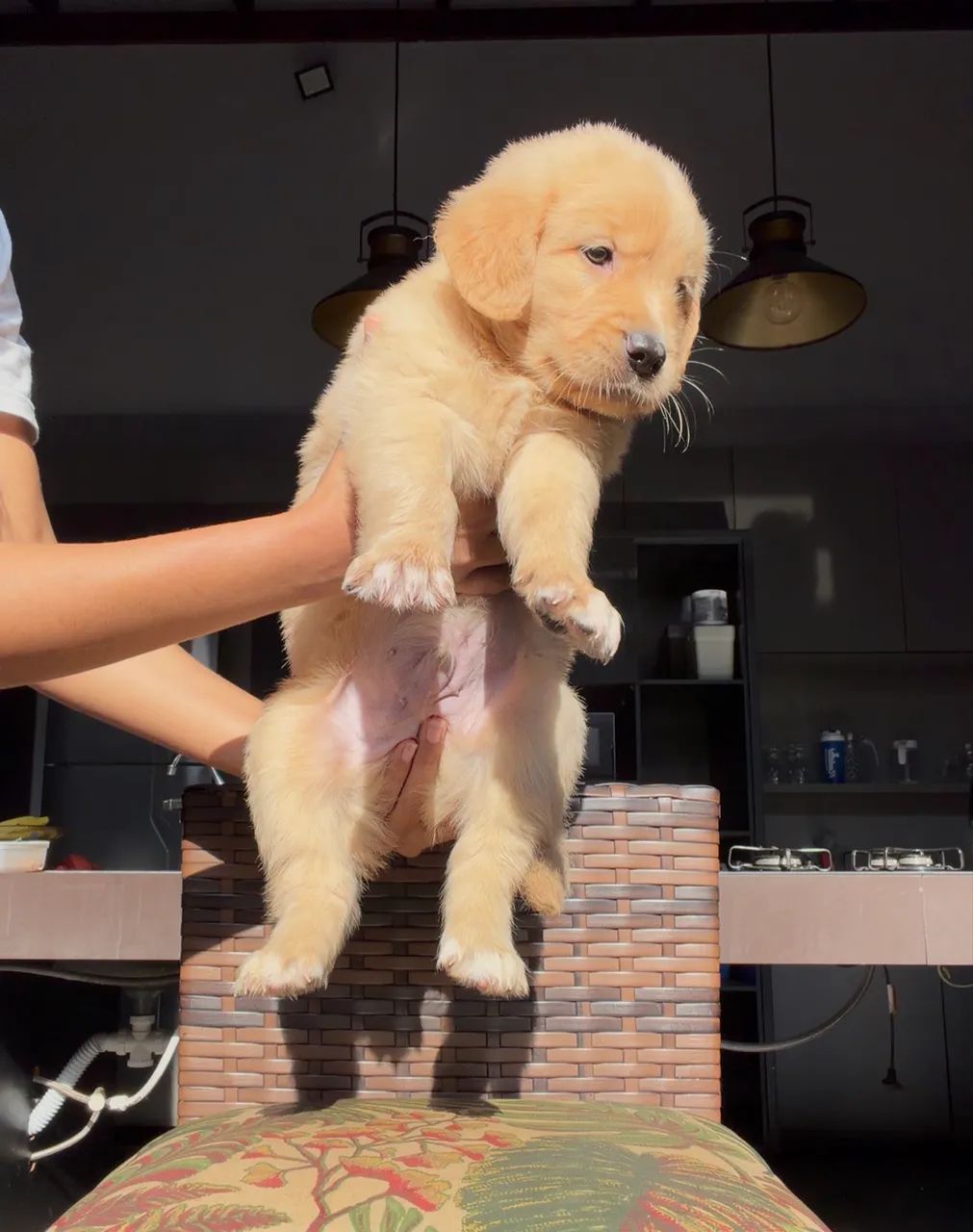 Golden retriever  - Foto 5