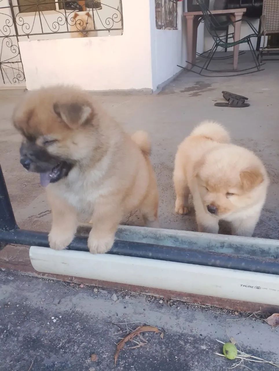 Filhotes de Chow Chow  - Foto 3