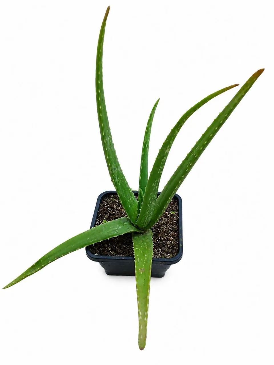 Muda de Babosa (Aloe Vera) 20cm - Planta Medicinal e Cosmética | Fácil Cultivo 