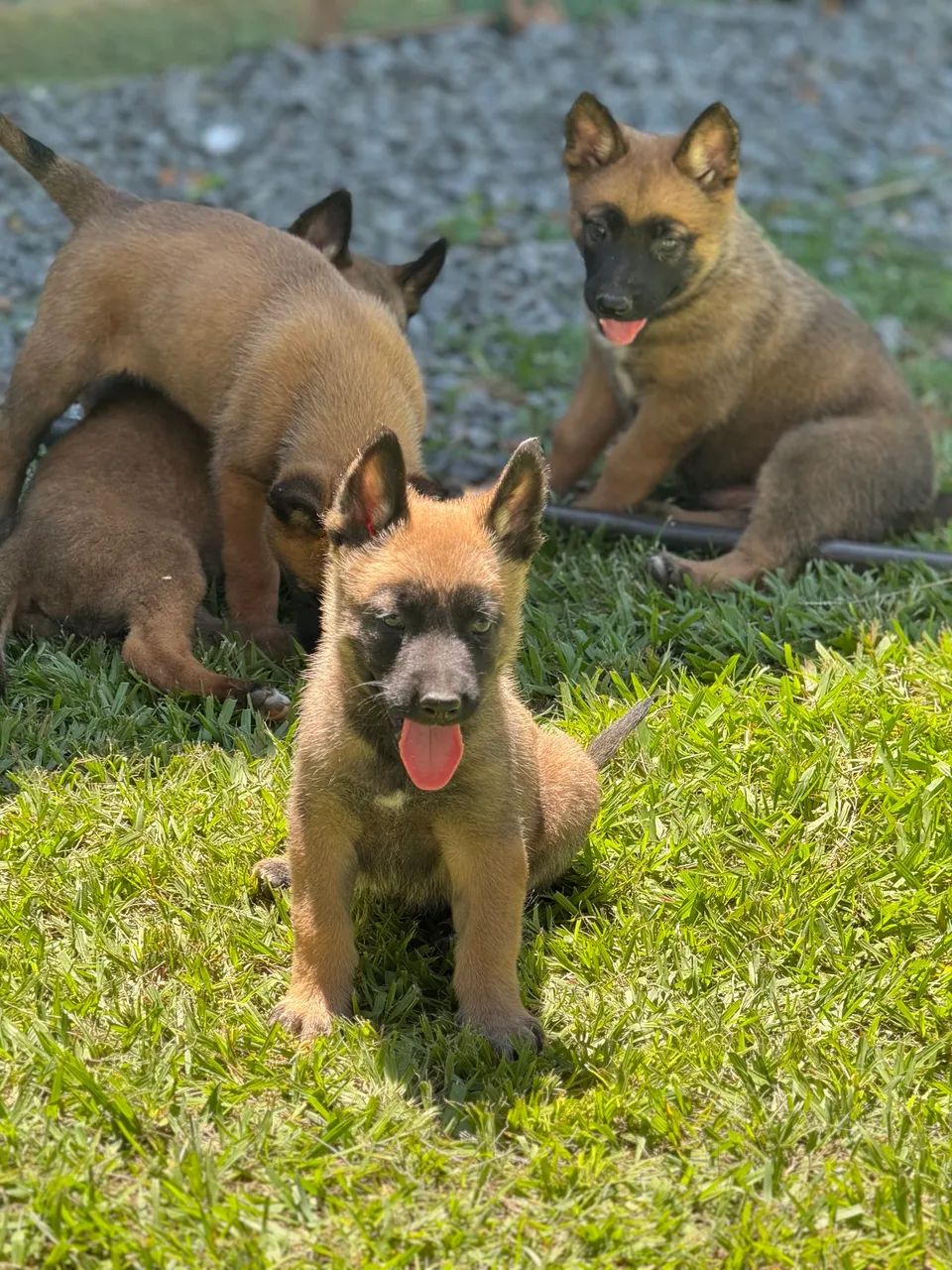 Pastor belga Malinois  - Foto 4