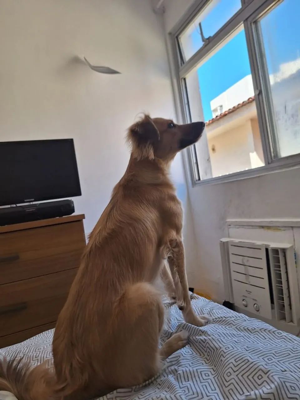 Doação responsável  - Foto 2