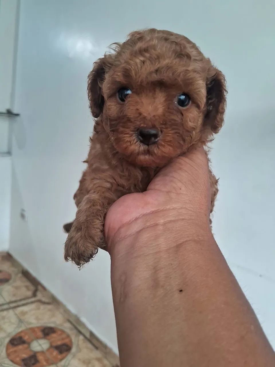 Poodle red - Foto 3