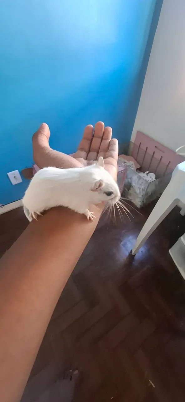 Gerbil (esquilo da mangolia) - Foto 2
