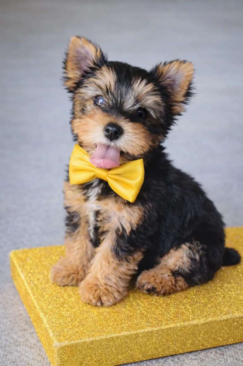 Lindinho filhote de yorkshire macho mini !