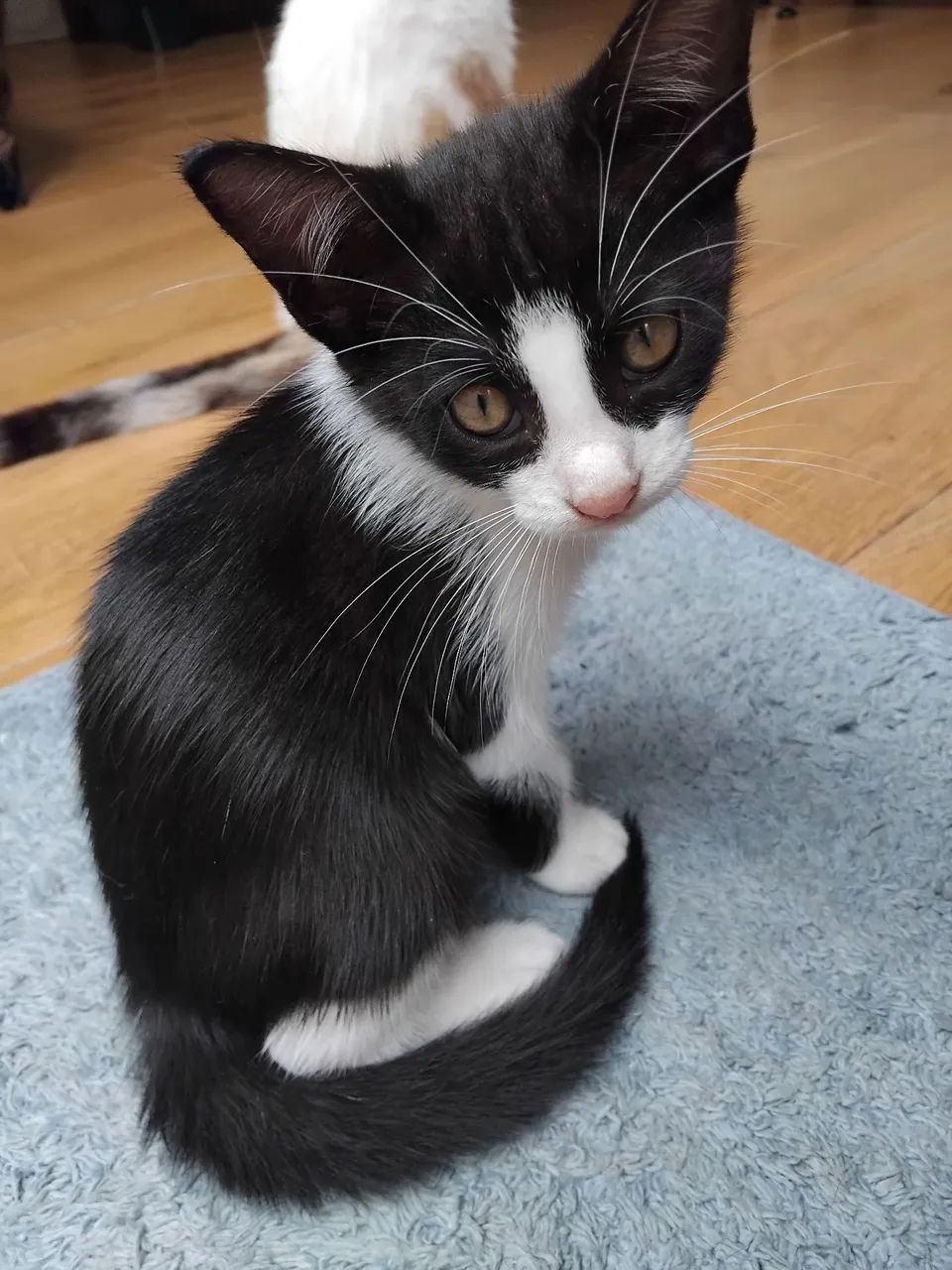 Adoção responsável