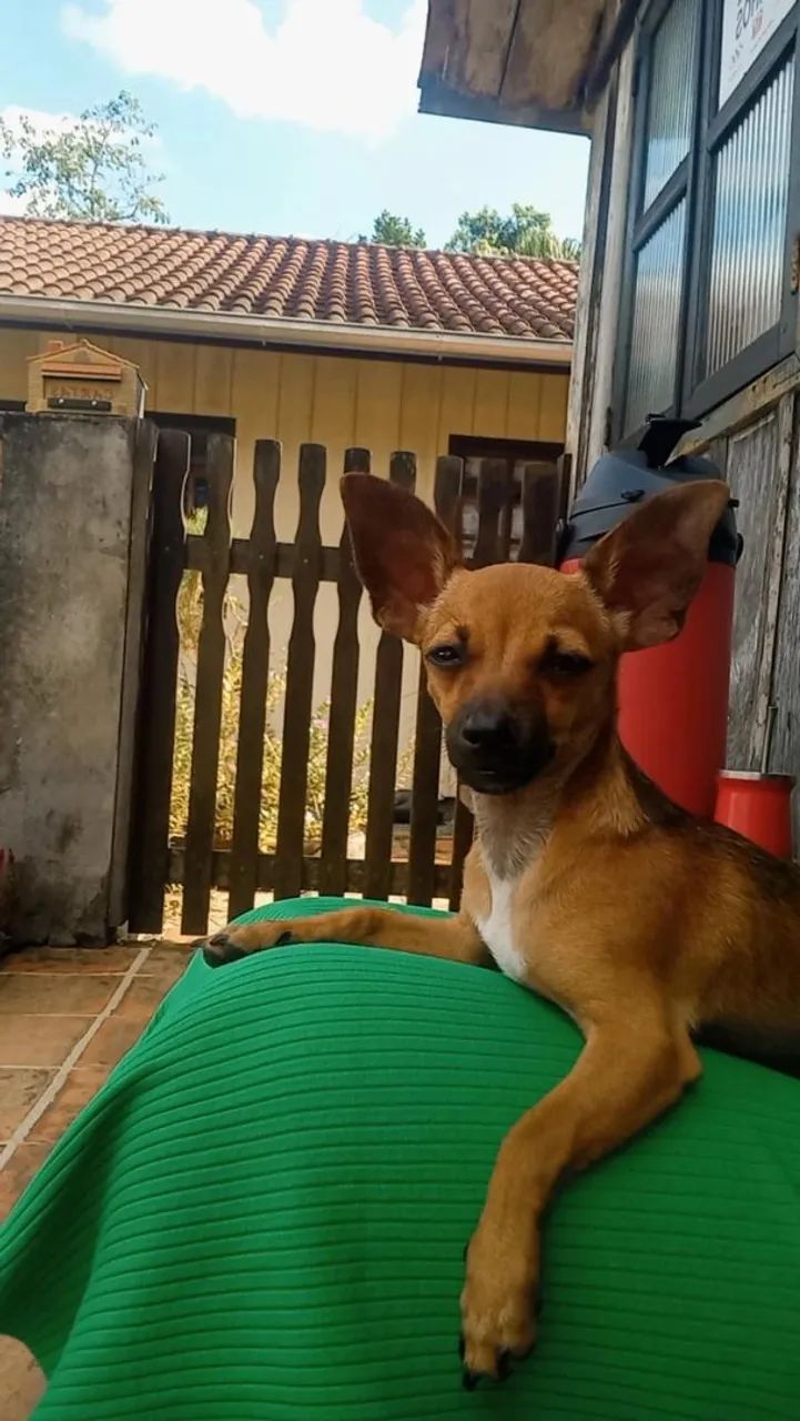 Chico procura por uma namorada  - Foto 2