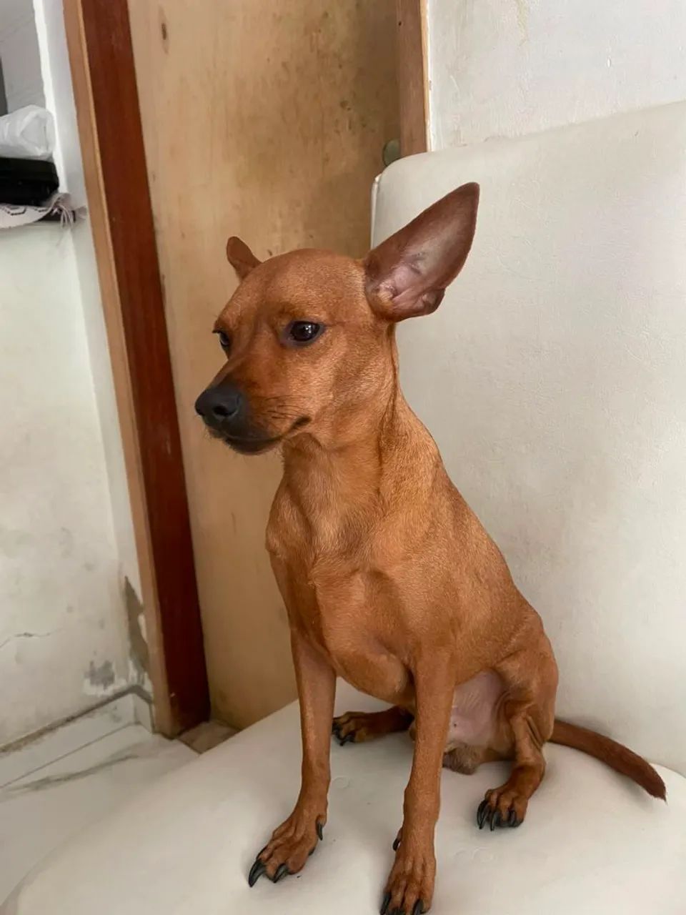 Pinscher n1  - Foto 3