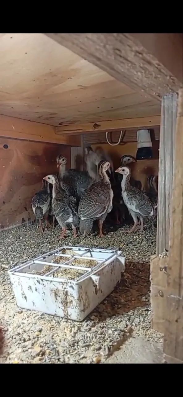 Galinhas da Angola  - Foto 2