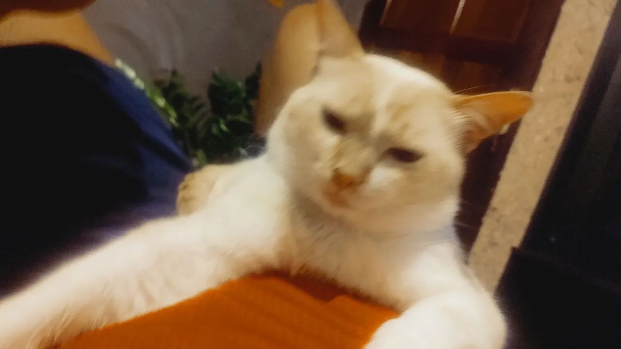 Gato para adoção  - Foto 3