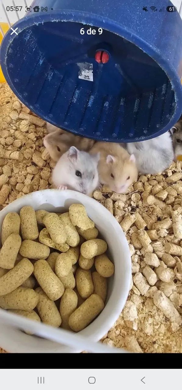 Hamsters - Foto 5
