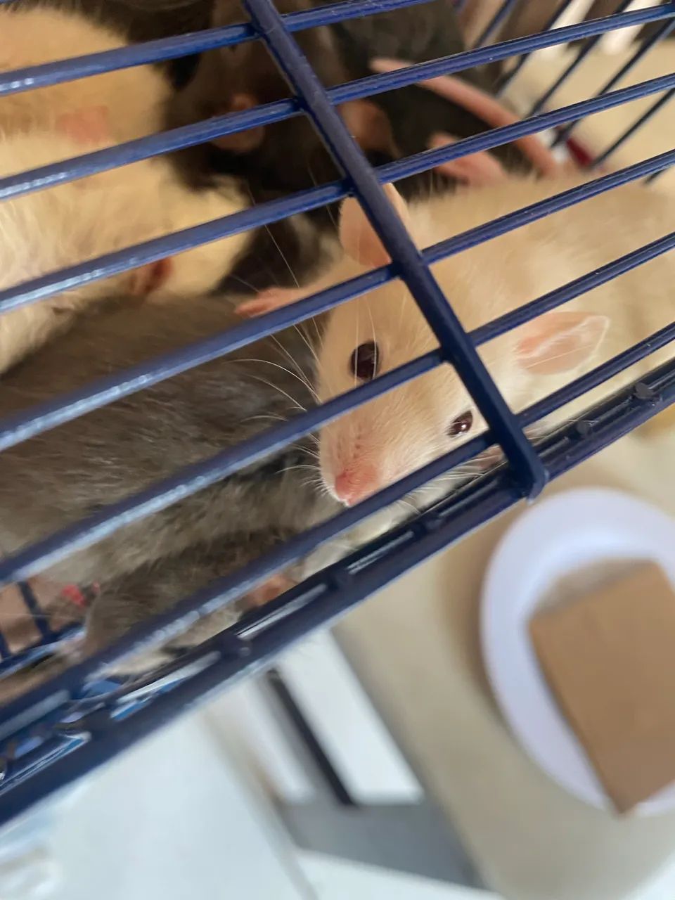 Doação twister mercol - Foto 6