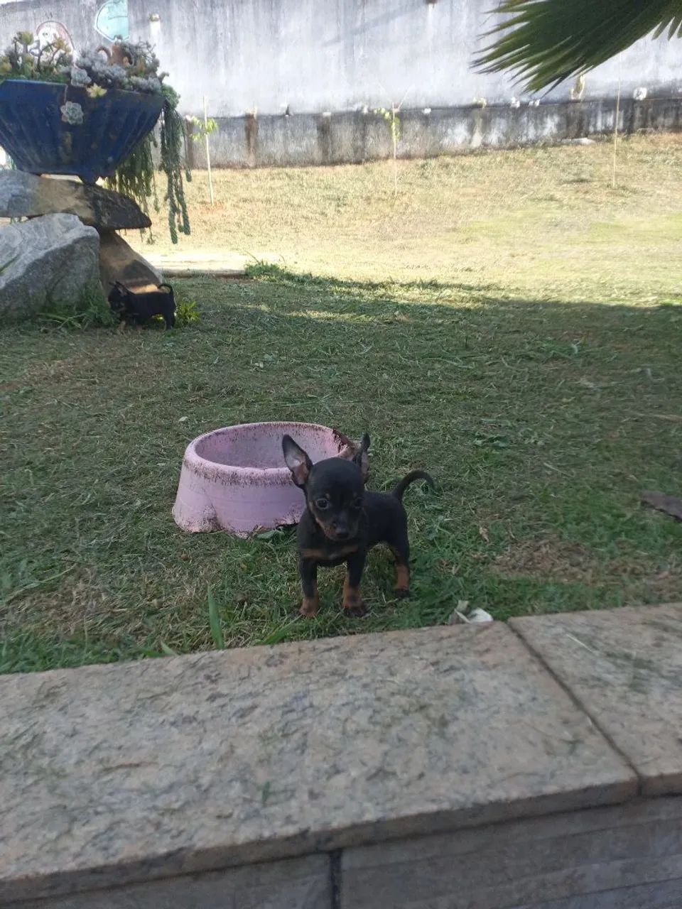 Pinscher miniatura  - Foto 3