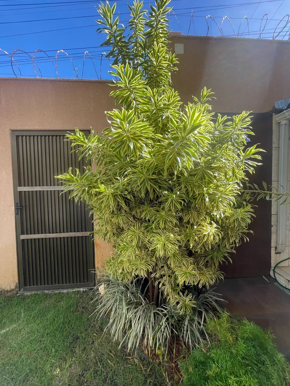 Vendo Jardim! - Foto 3