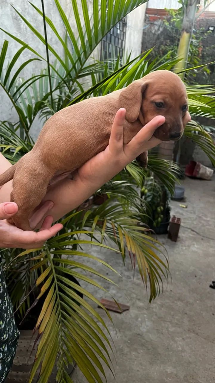 Filhotes de Dachshund - Foto 2